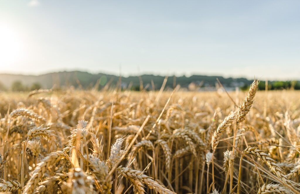 wheat, field, wheat field-2513272.jpg